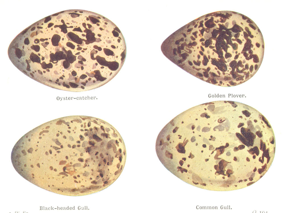 BIRD EGGS. Oyster-catcher; Golden Plover; Black-headed, Cmn Gull. THORBURN 1925